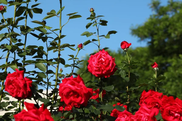 Hermosas rosas florecientes en el jardín en el día soleado — Foto de Stock