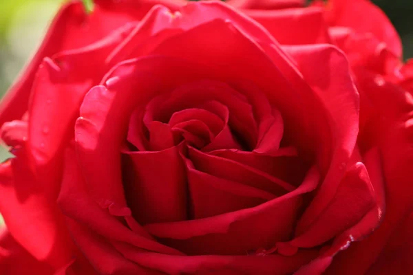 Vista de cerca de la hermosa rosa floreciente como fondo —  Fotos de Stock