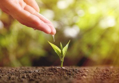 Kadın, bulanık arka plan, çekim karşı toprakta genç fide su dökme. Metin alanı