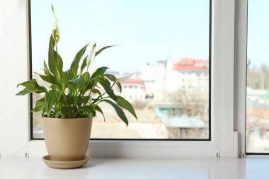 Pot with peace lily on windowsill, space for text. House plant clipart