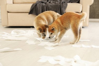 Sevimli akita inu yavru kapalı tuvalet kağıdı ile oynarken
