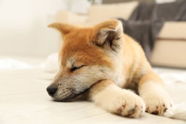 Sevimli akita inu köpek yavrusu kapalı yerde yatan