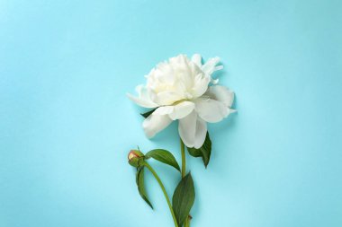 Renkli arka plan üzerinde güzel şakayık, düz yatıyordu