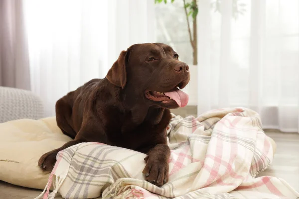 Czekolada Labrador Retriever na PET Poduszka w pomieszczeniu — Zdjęcie stockowe