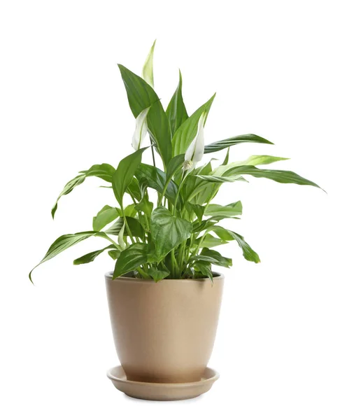 Potted peace lily plant on white background — Stock Photo, Image