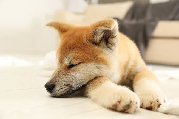 Cute akita inu puppy lying on floor indoors — Stock Photo, Image