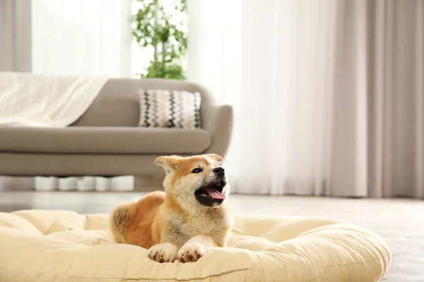 Bonito filhote de cachorro akita inu no travesseiro do animal de estimação dentro de casa — Fotografia de Stock