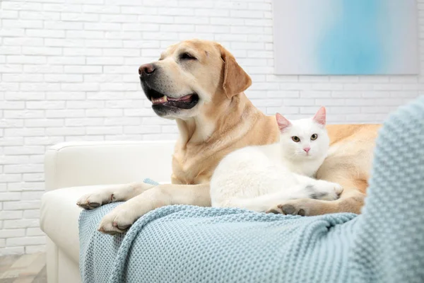 Gato adorável olhando para a câmera e deitado perto do cão no sofá dentro de casa. Amigos para sempre — Fotografia de Stock