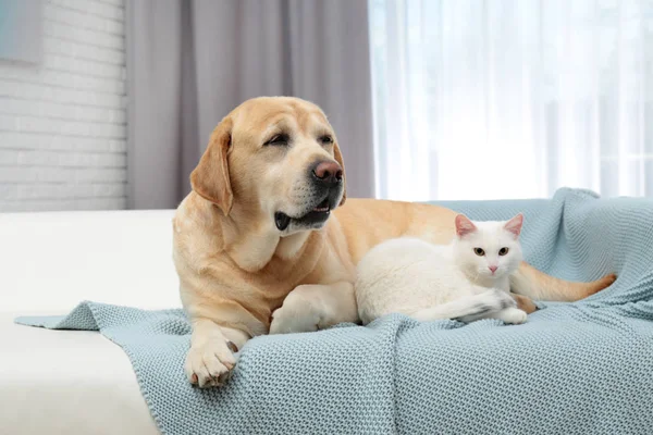 Adorable gato mirando en cámara y acostado cerca de perro en sofá interior. Amigos para siempre —  Fotos de Stock