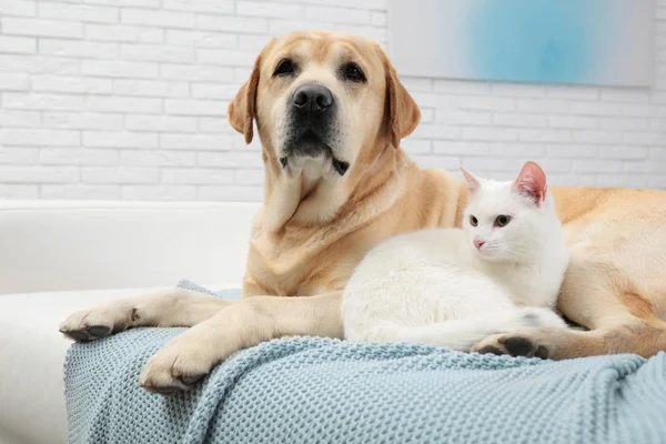 Adorable perro mirando dentro de la cámara y el gato juntos en el sofá interior. Amigos para siempre — Foto de Stock