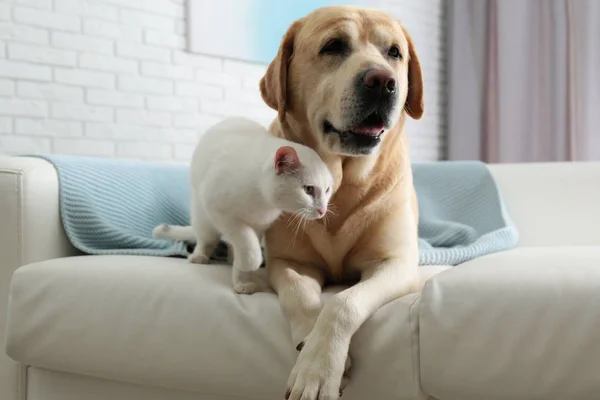 Schattige hond en kat samen op de Bank binnenshuis. Vrienden voor altijd — Stockfoto