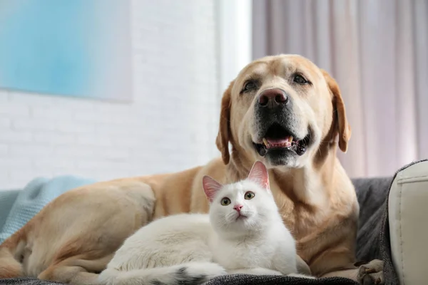 Cão e gato adoráveis juntos no sofá dentro de casa. Amigos para sempre — Fotografia de Stock
