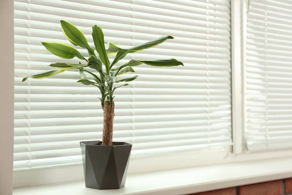Bela planta em vaso na soleira perto de persianas, espaço para texto — Fotografia de Stock