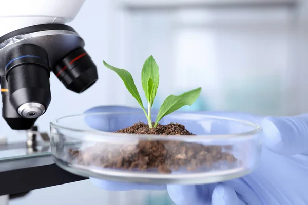 Wetenschapper onderzoekt groene plant met Microscoop in laboratorium, close-up — Stockfoto