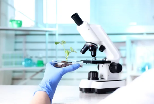 Naukowiec bada zieloną roślinę z mikroskopem w laboratorium, zbliżenie. Miejsce na tekst — Zdjęcie stockowe