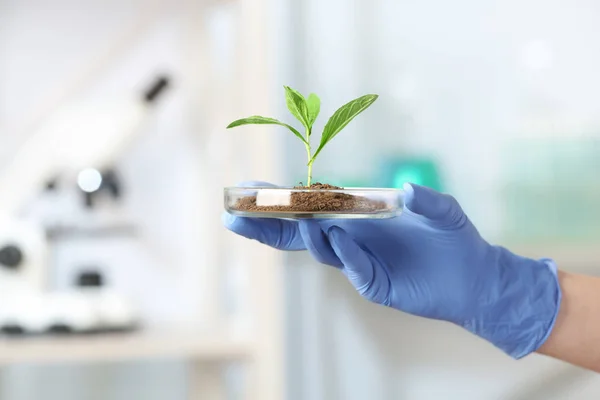 Wetenschapper Holding Petri schaal met groene plant in het laboratorium, close-up. Ruimte voor tekst — Stockfoto