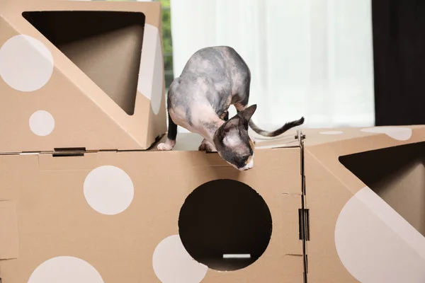 Schattige Sphynx kat op kartonnen huis in de kamer. Vriendelijke huisdier — Stockfoto