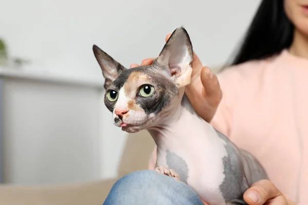 Hezká Sphynx Cat s majitelem uvnitř, Closeup. Přátelský mazlíček — Stock fotografie