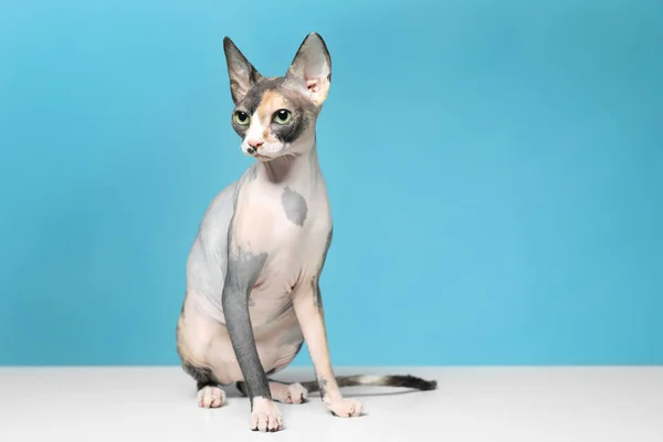 Cute Sphynx kot na podłodze przed kolor tła, miejsce na tekst. Przyjazny zwierzak — Zdjęcie stockowe