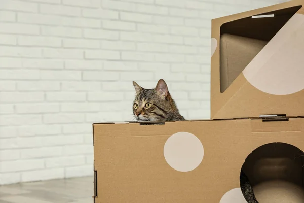 Ładny Tabby kot wewnątrz karton dom w pokój. Przyjazny zwierzak — Zdjęcie stockowe