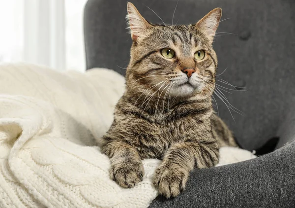 Söpö tabby kissa makaa nojatuolissa sisällä. Ystävällinen lemmikki — kuvapankkivalokuva