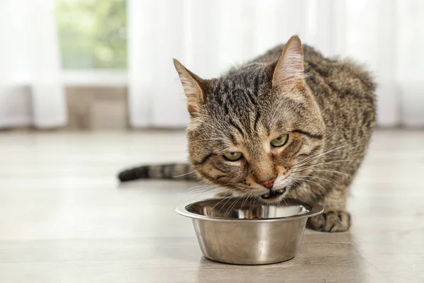 Симпатичная тэбби-кошка ест сухую пищу на полу в помещении. Дружелюбный питомец — стоковое фото
