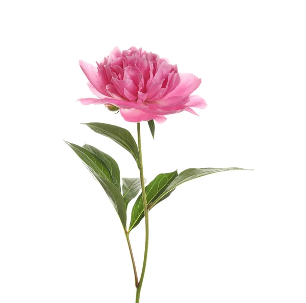 Vacker rosa pion blomma på vit bakgrund — Stockfoto