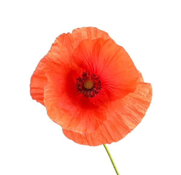 Fresh red poppy flower isolated on white — Stock Photo, Image