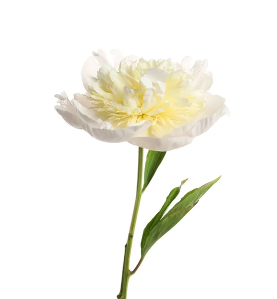 Bela flor de peônia fresca com folhas no fundo branco — Fotografia de Stock