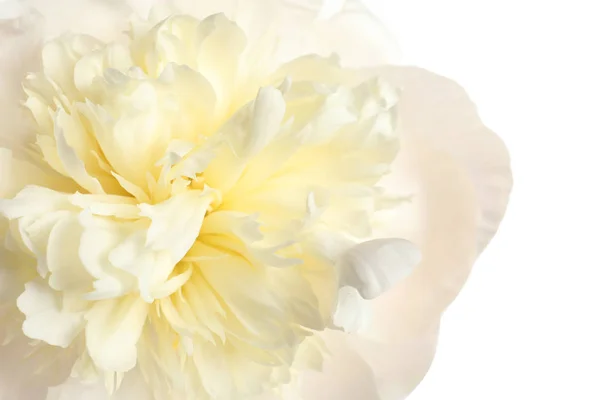 Beautiful fresh peony flower on white background, closeup