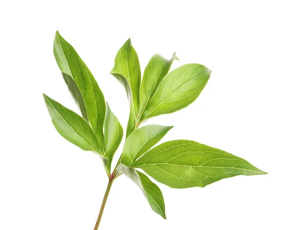 Frische grüne Pfingstrosenblätter isoliert auf weiß — Stockfoto