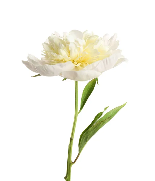 Beautiful fresh peony flower with leaves on white background — Stock Photo, Image