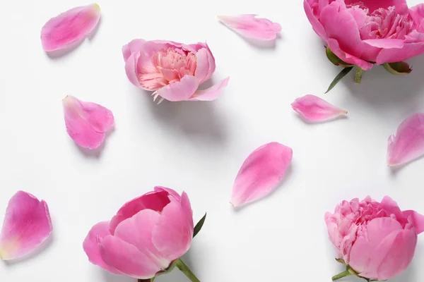 Gyönyörű pünkösdi rózsa virágok fehér háttér, felülnézet — Stock Fotó