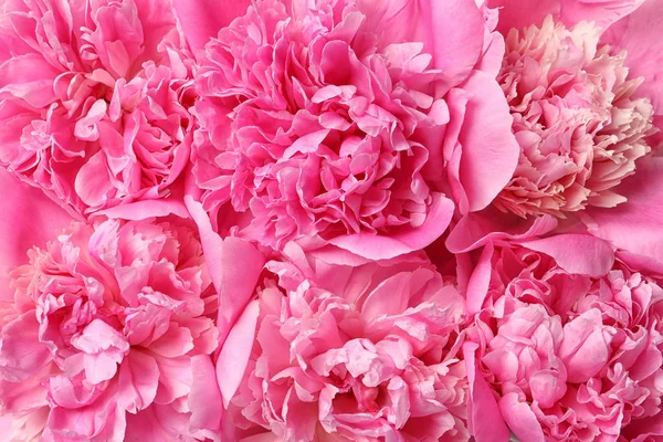 Lindas flores de peônia frescas como fundo, close-up — Fotografia de Stock