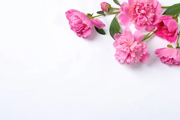 Beautiful peony flowers on white background, top view — Stock Photo, Image