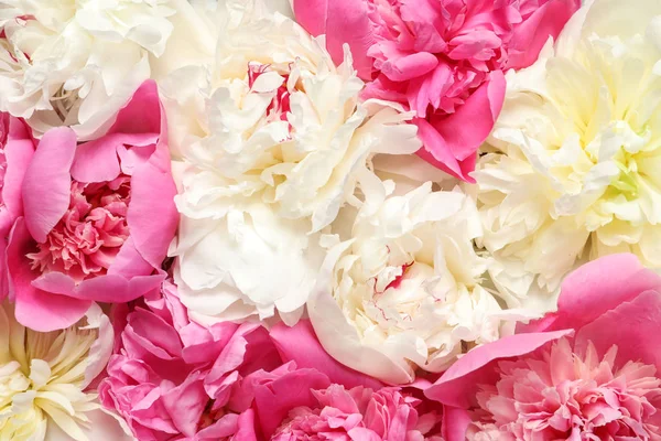 Beautiful fresh peony flowers as background, top view