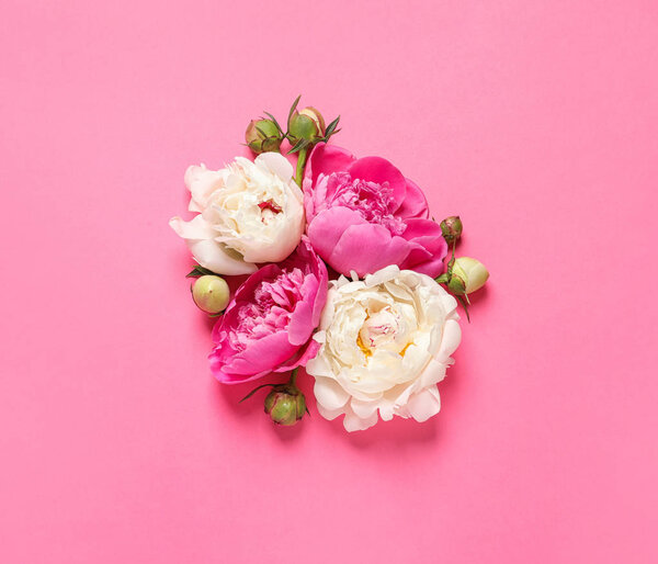 Beautiful peonies on color background, flat lay