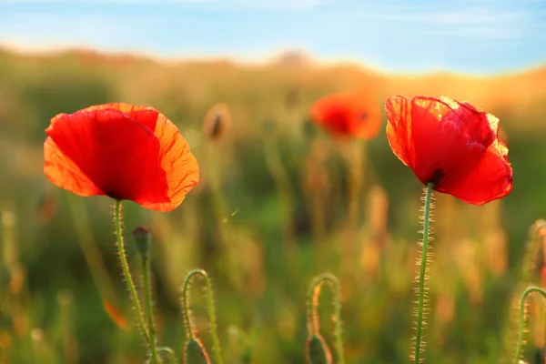 Lindas flores de papoula vermelha florescendo no campo no dia ensolarado — Fotografia de Stock