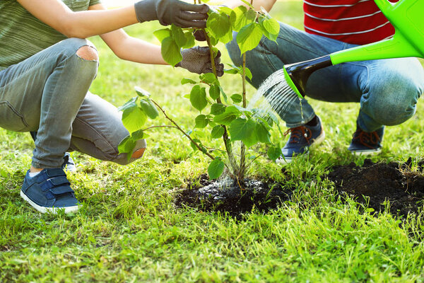 Dad and son planting tree together in backyard on sunny day, closeup