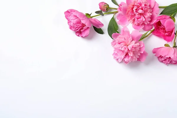 Beautiful peony flowers on white background, top view Stock Picture