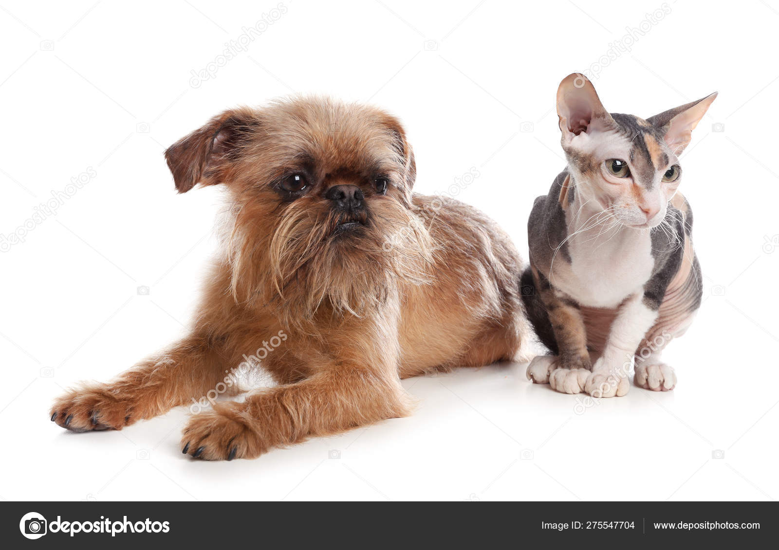 Adorable Chien Et Chat Ensemble Sur Fond Blanc Amis Pour Toujours Image Libre De Droit Par Newafrica C Adorable Chien Et Chat Ensemble Sur Fond Blanc Amis Pour Toujours Image Libre De Droit Par Newafrica C