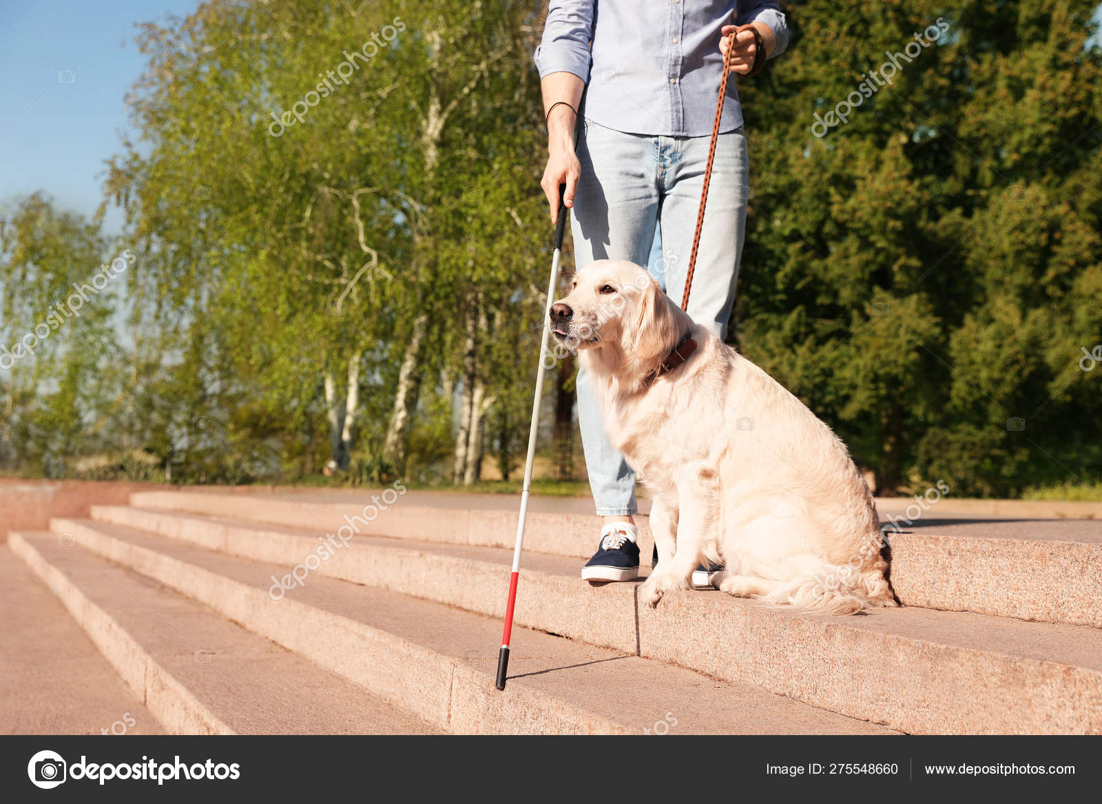 How Do Blind Dogs Help Stairs