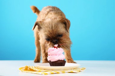 Komik Brüksel Griffon köpek stüdyo portre renk arka plan karşı lezzetli Cupcake yeme