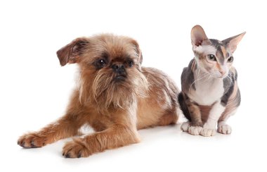 Sevimli köpek ve kedi birlikte beyaz arka plan üzerinde. Arkadaşlar sonsuza kadar