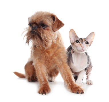 Sevimli köpek ve kedi birlikte beyaz arka plan üzerinde. Arkadaşlar sonsuza kadar