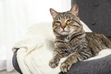 Sevimli tekir kedi koltuk kapalı yatıyordu. Dost canlısı evcil hayvan