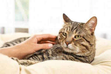 Sahibi kapalı yastık üzerinde sevimli kedi okşayarak, closeup. Dost canlısı evcil hayvan