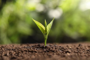 Bulanık arka planda toprakta genç fide