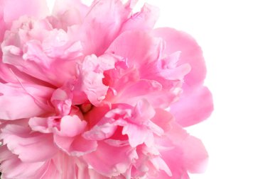 Beautiful fresh peony flower on white background, top view clipart