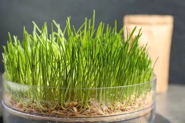 Contenitore con erba di frumento fresca germogliata, primo piano — Foto Stock